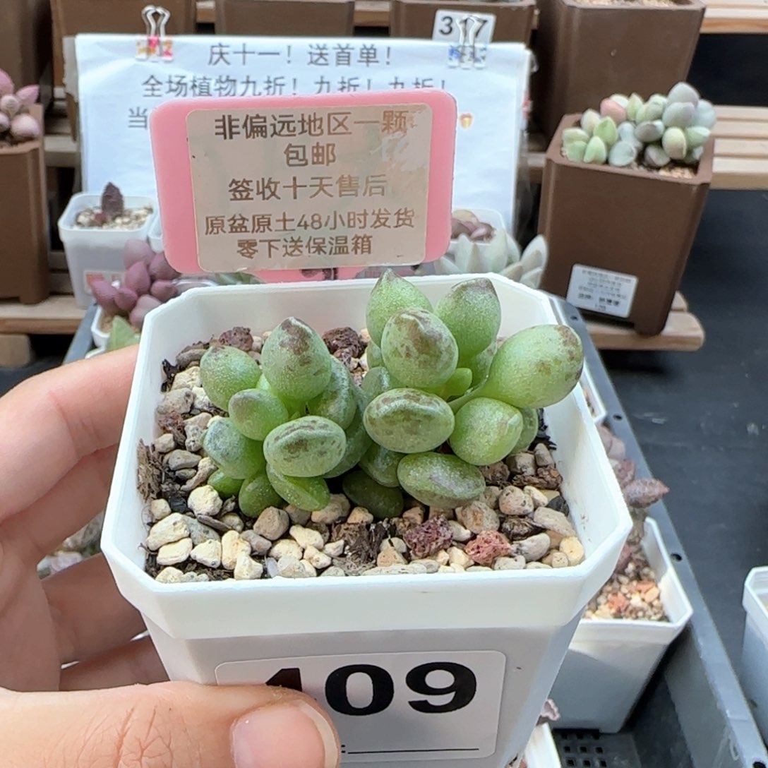 409鼓槌多肉植物
