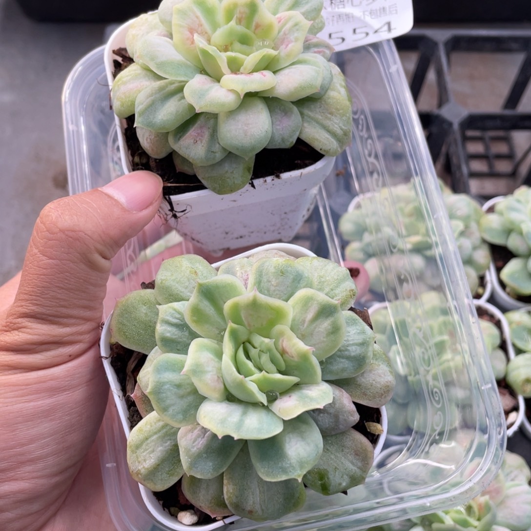 云糖心多肉植物554