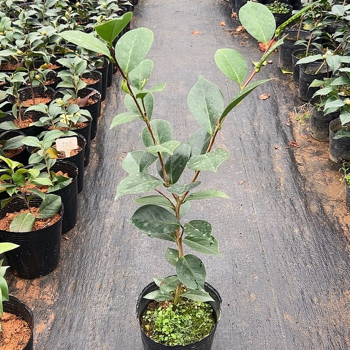 大部分花苞少量开放，楼兰花