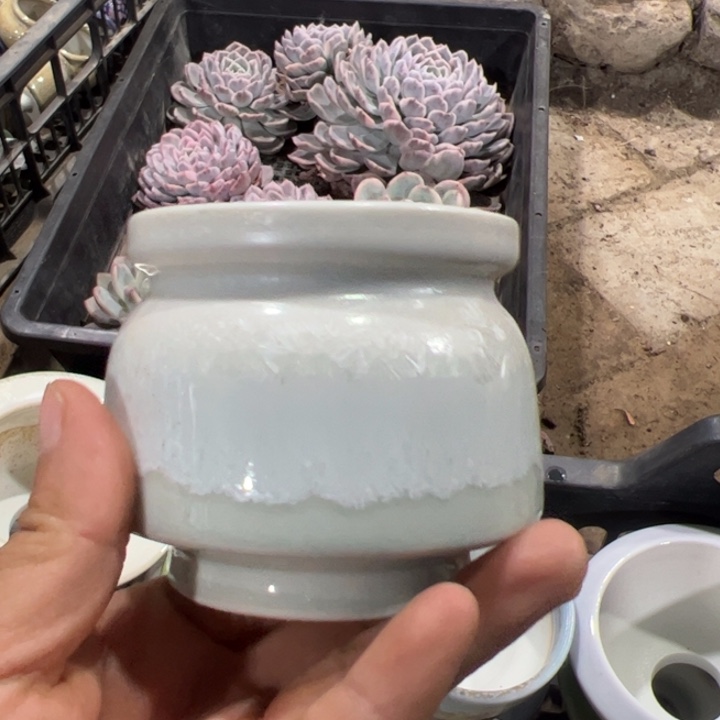 特价花盆 满50发货 内口6.5