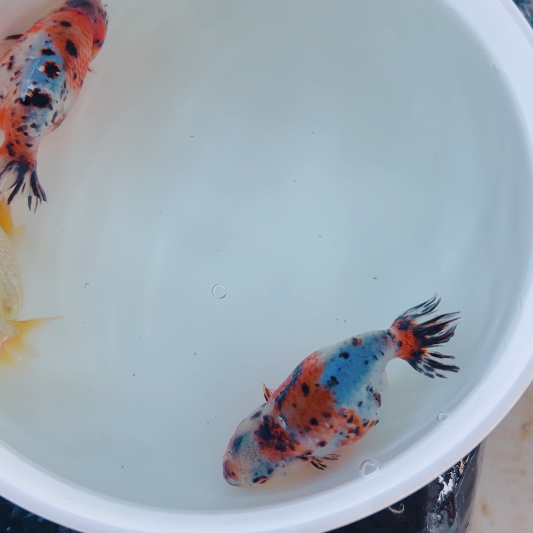 静***落海水鱼1111111111111