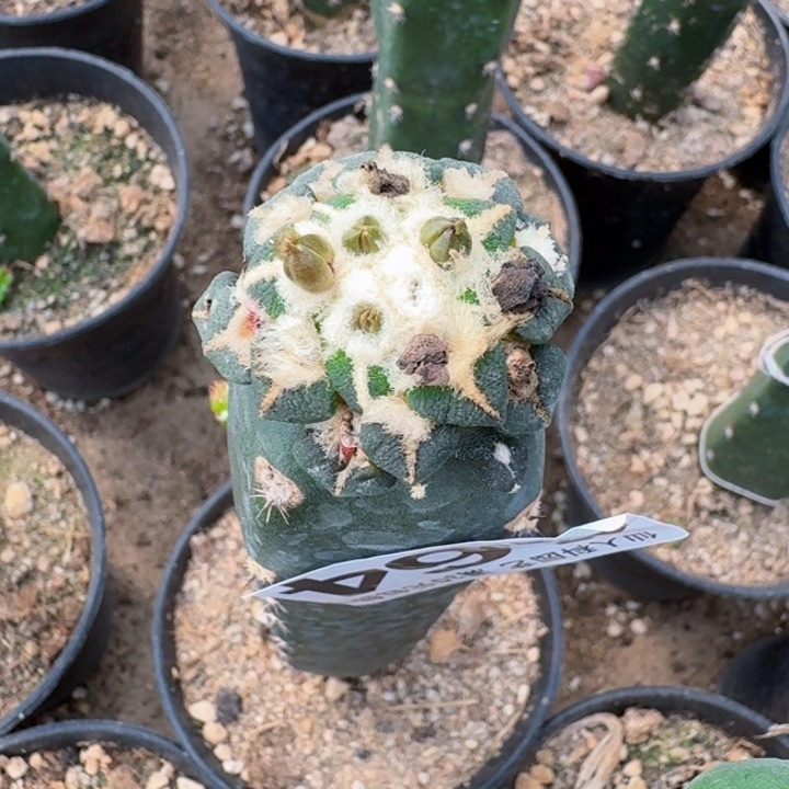 无花朵464红花馒头姬牡丹一号