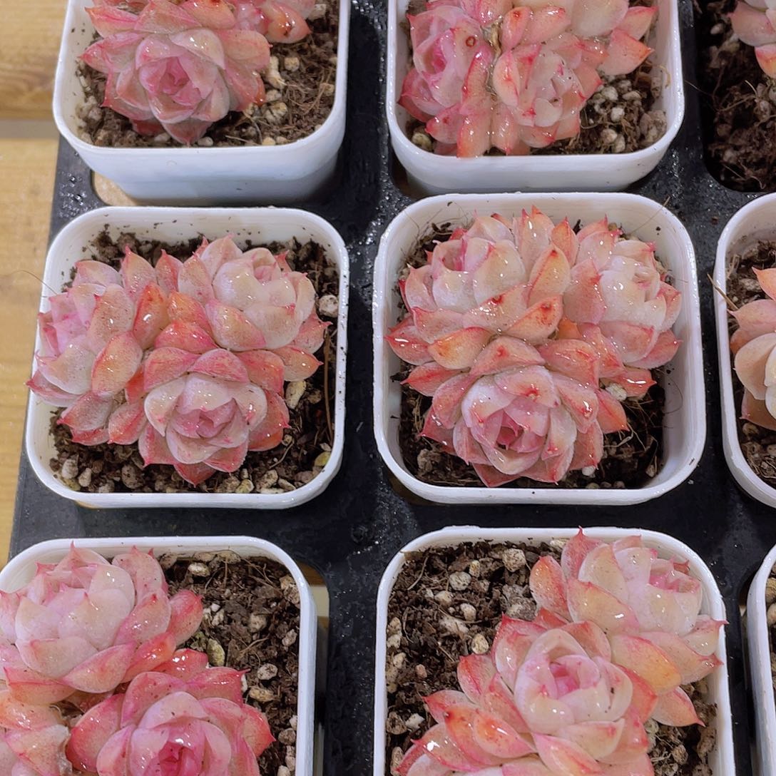 350号 睫毛桃薰女王多头群一颗