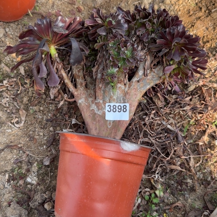 3868 清棚处理不包断枝