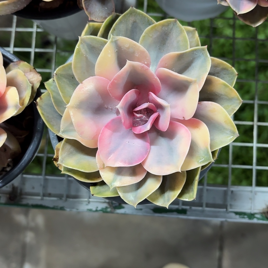 彩虹单双12㎝盆带盆土发货