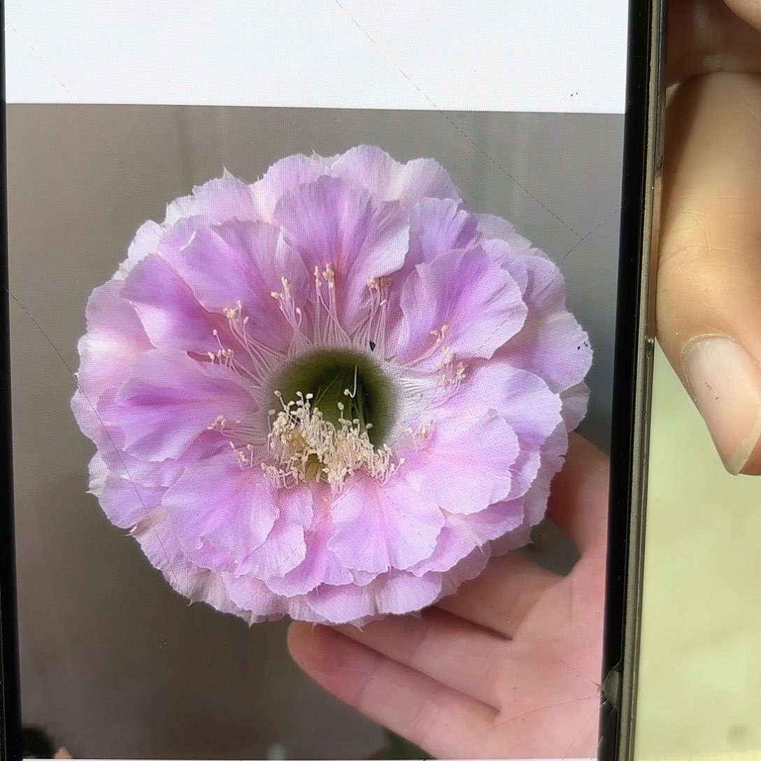 彩草1-33号7公分左右