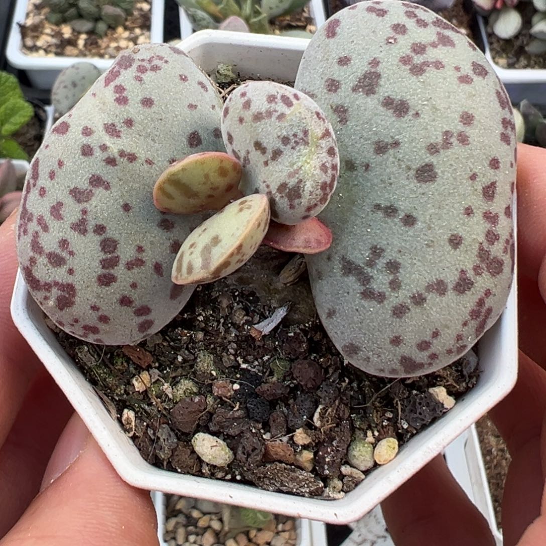蝴蝶结造型5厘米大叶老桩花蛋