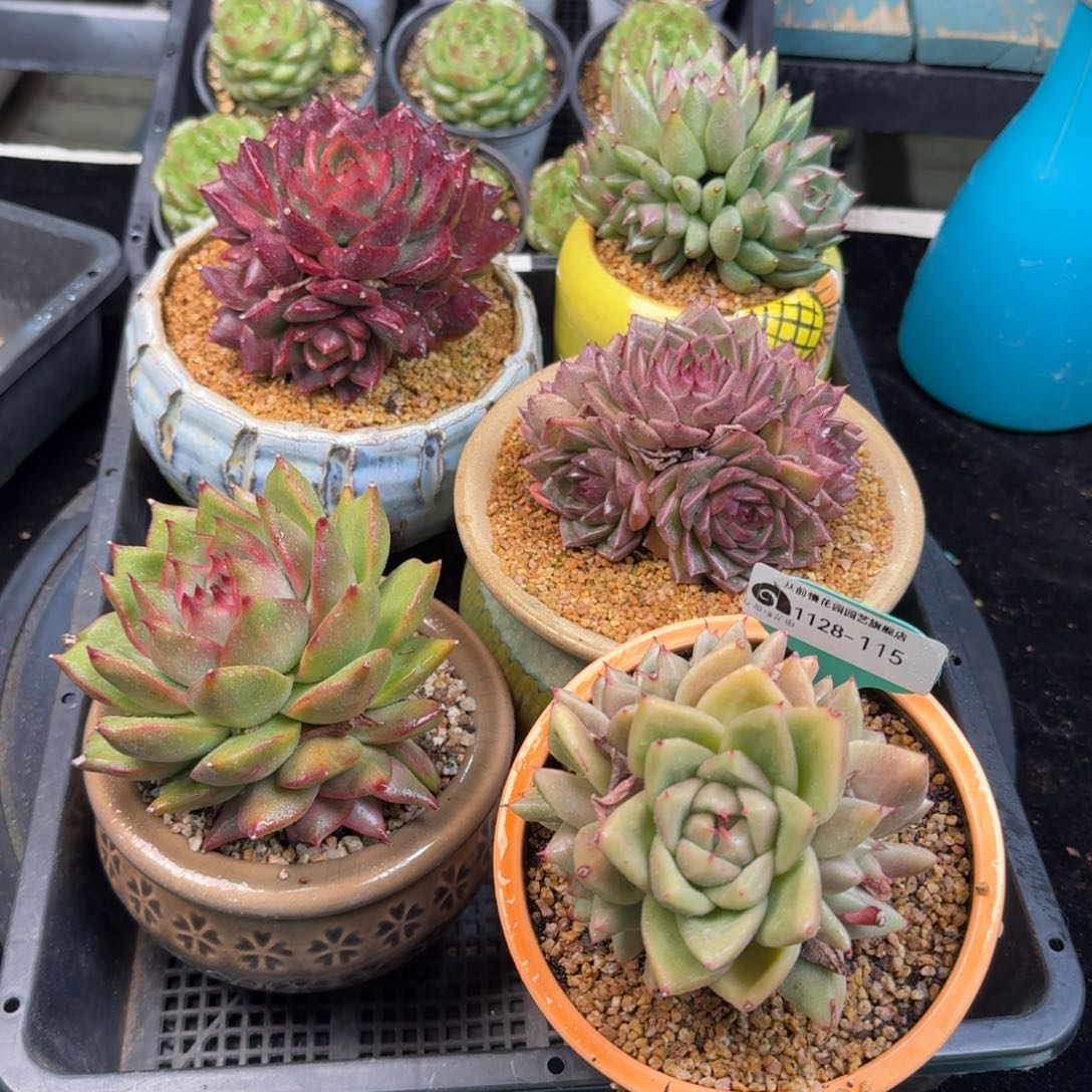 从前慢多肉精选编号1128.115