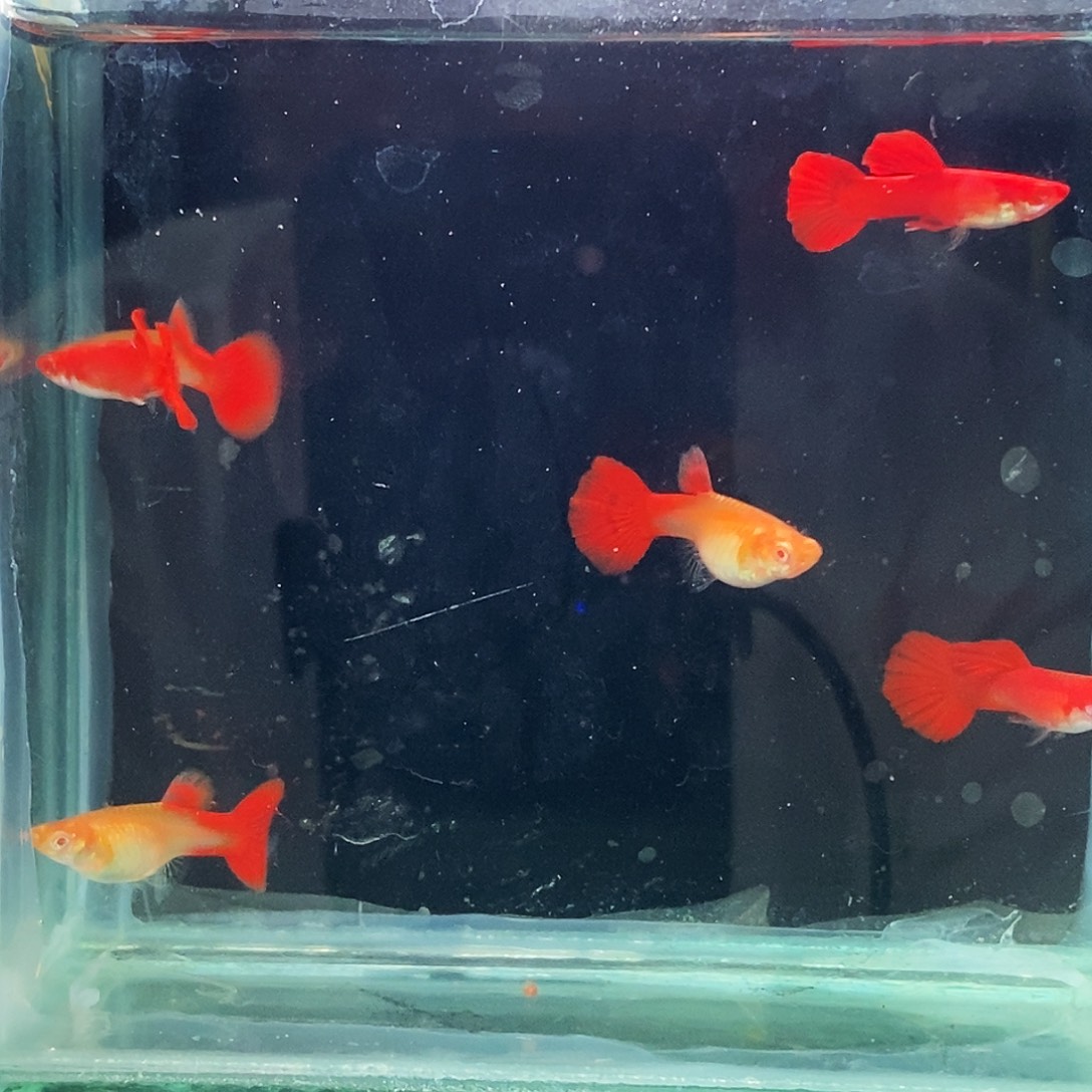 孔雀鱼血红大背孔雀鱼