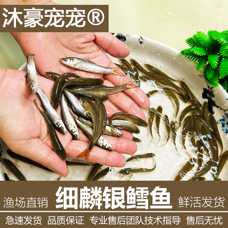 沐豪宠宠【银鳕鱼】淡水苗活体鱼银雪鱼苗高档活体淡水养殖鱼苗