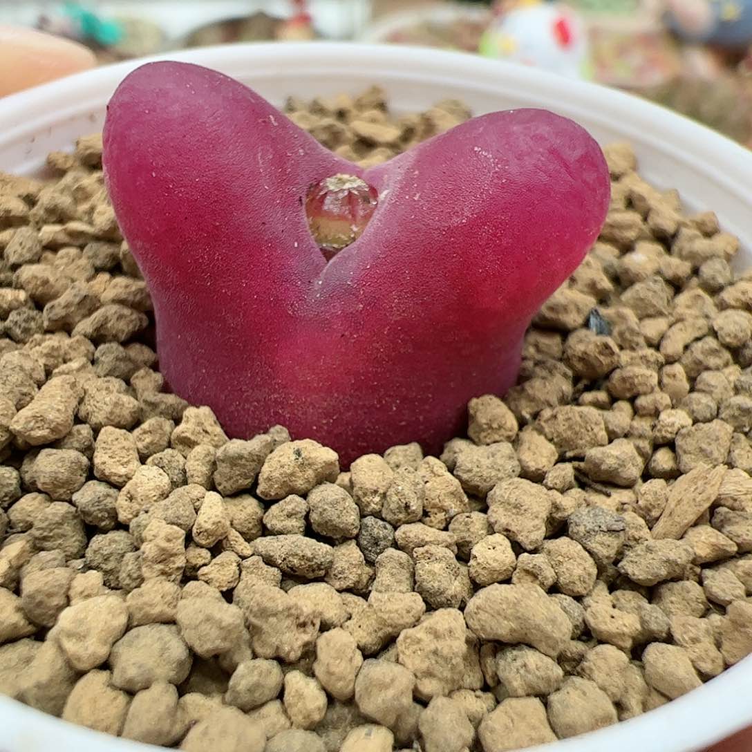 【闪购商品】371 带盆