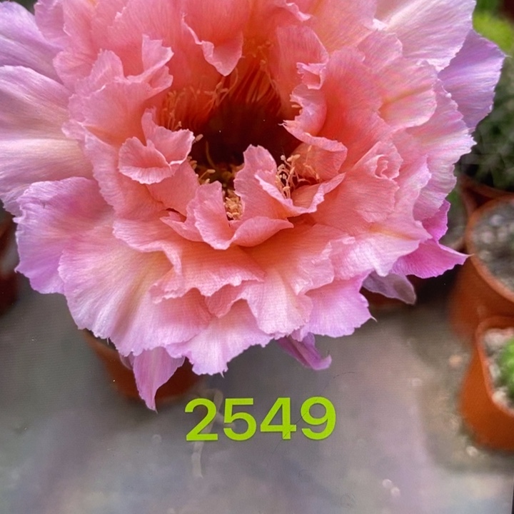 香香2549号7.5公分左右