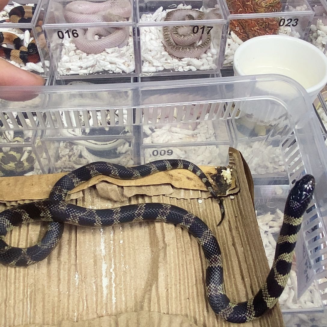 用***8豹纹守宫1111111111