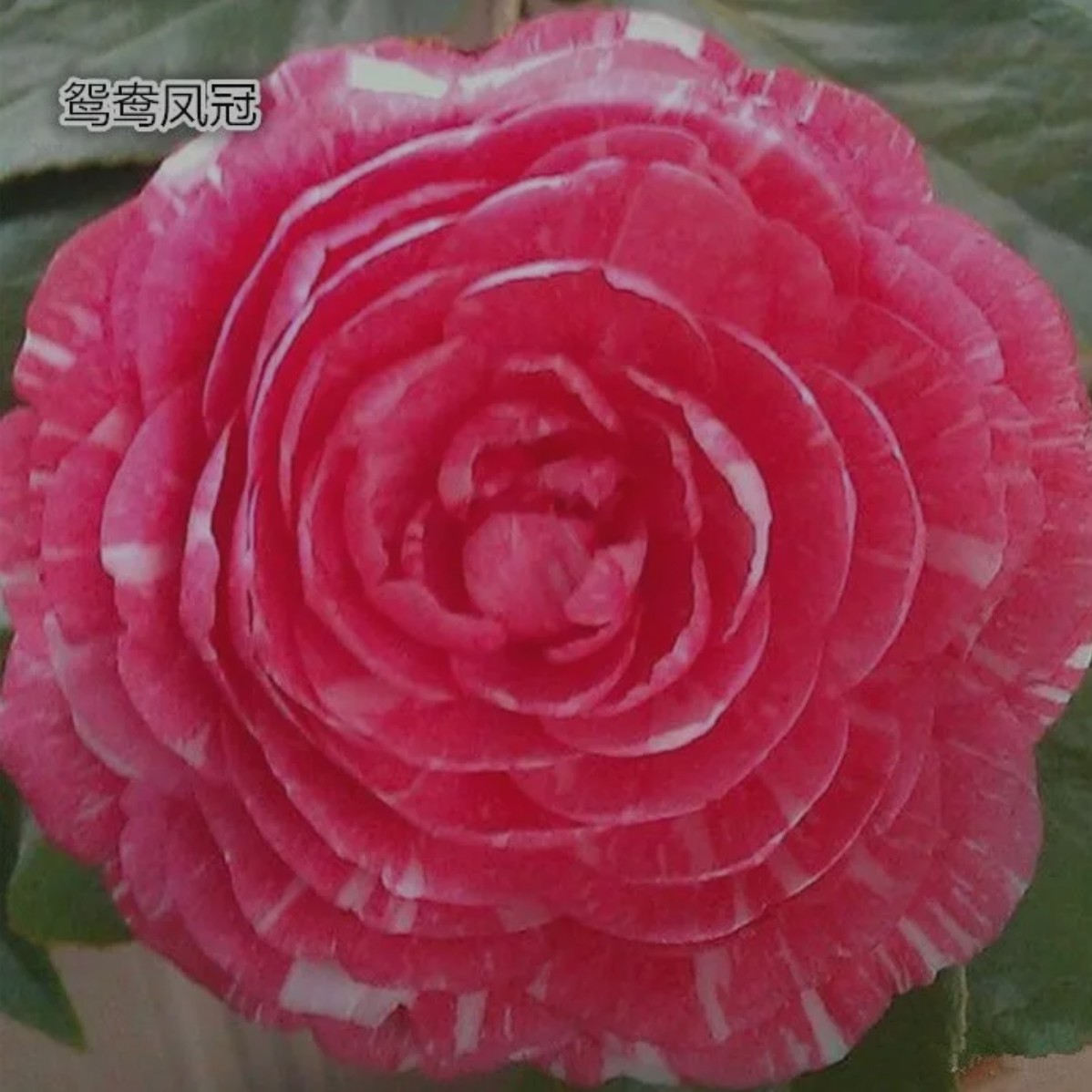 茶花花卉鸳鸯凤冠一树多色盆栽山茶花年苗