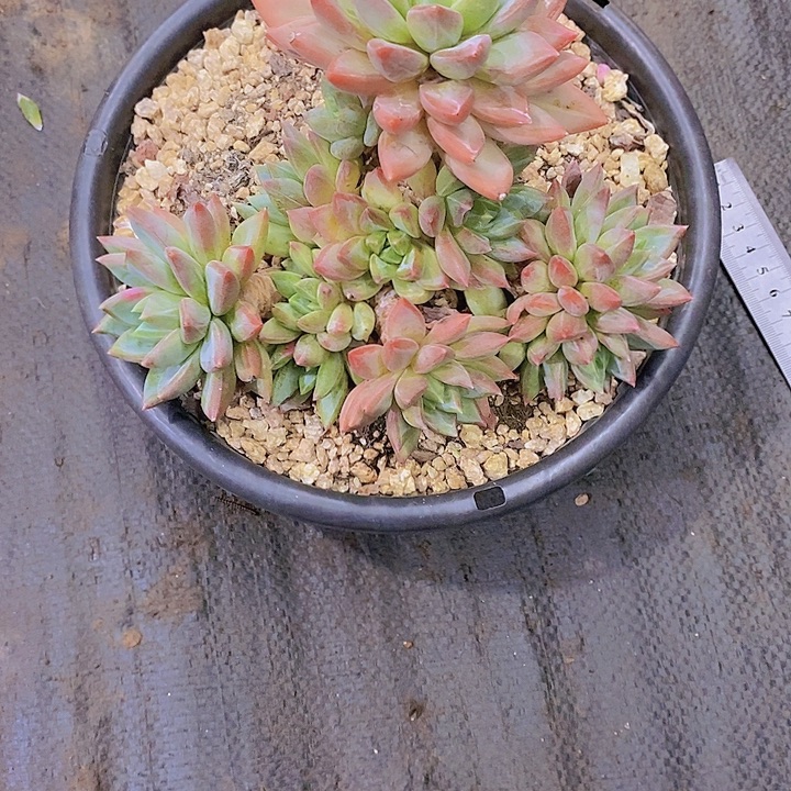 R***静红蛋美人多肉植物老桩