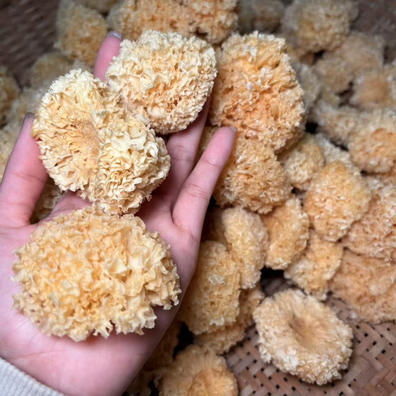 【犟拐拐专属】城口特产椴木银耳小银耳软糯多胶干银耳