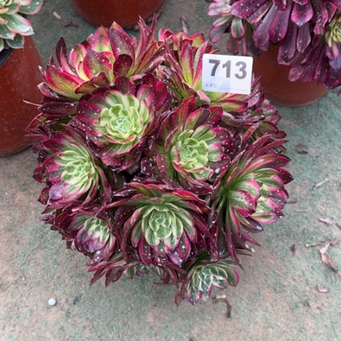 713锦画朵朵多肉，