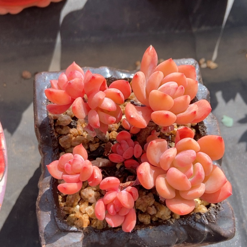 【闪购商品】甜橙群