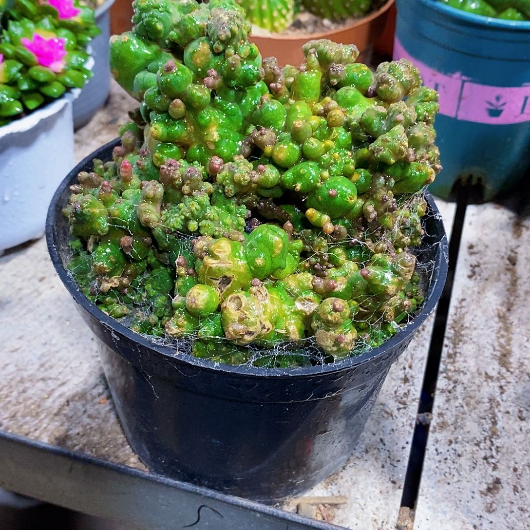 石化11111111111111111个