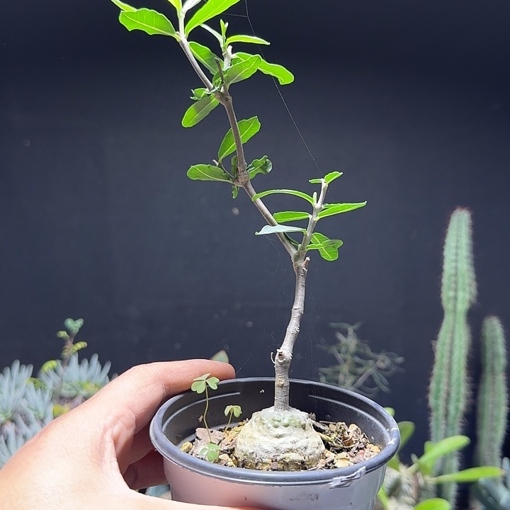 849火星人带盆发货