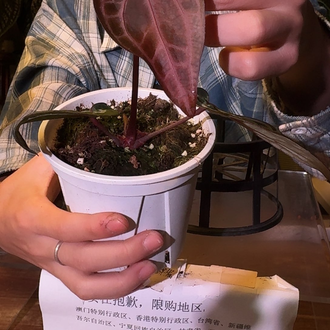 不开花植物D124米歇尔