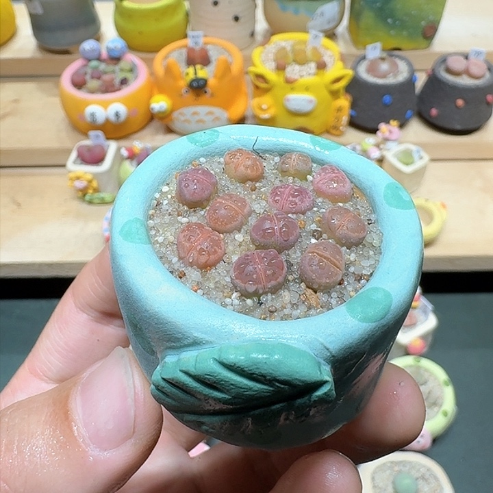 红陶蘑菇866橄榄