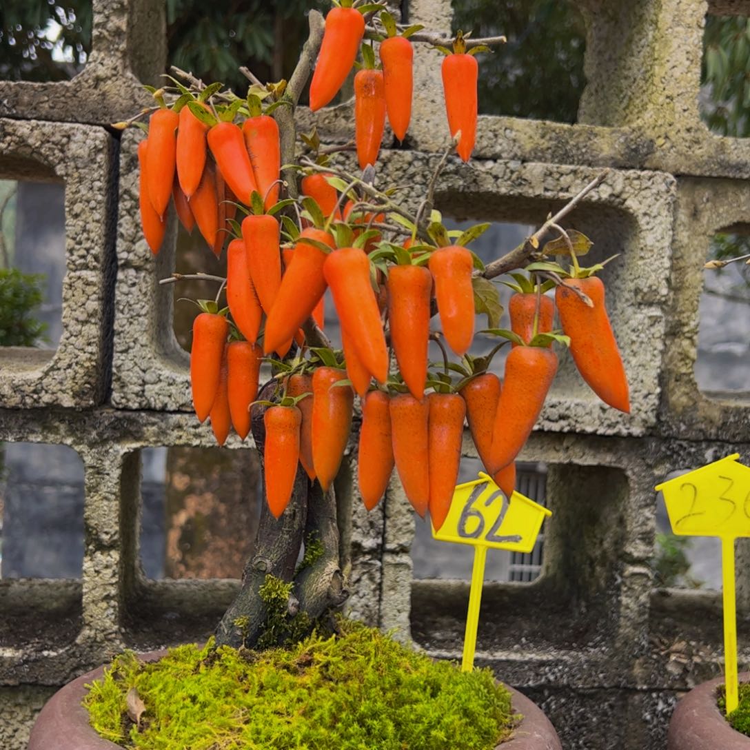 无花朵梦之辣盆景