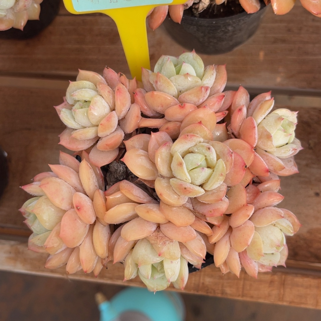 云尘多肉一物一拍1292，