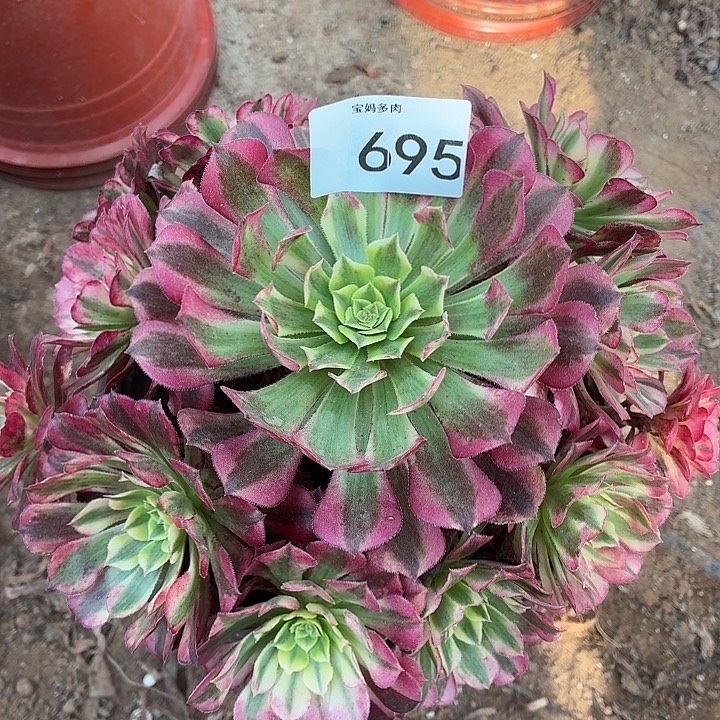 695号一物一拍1颗