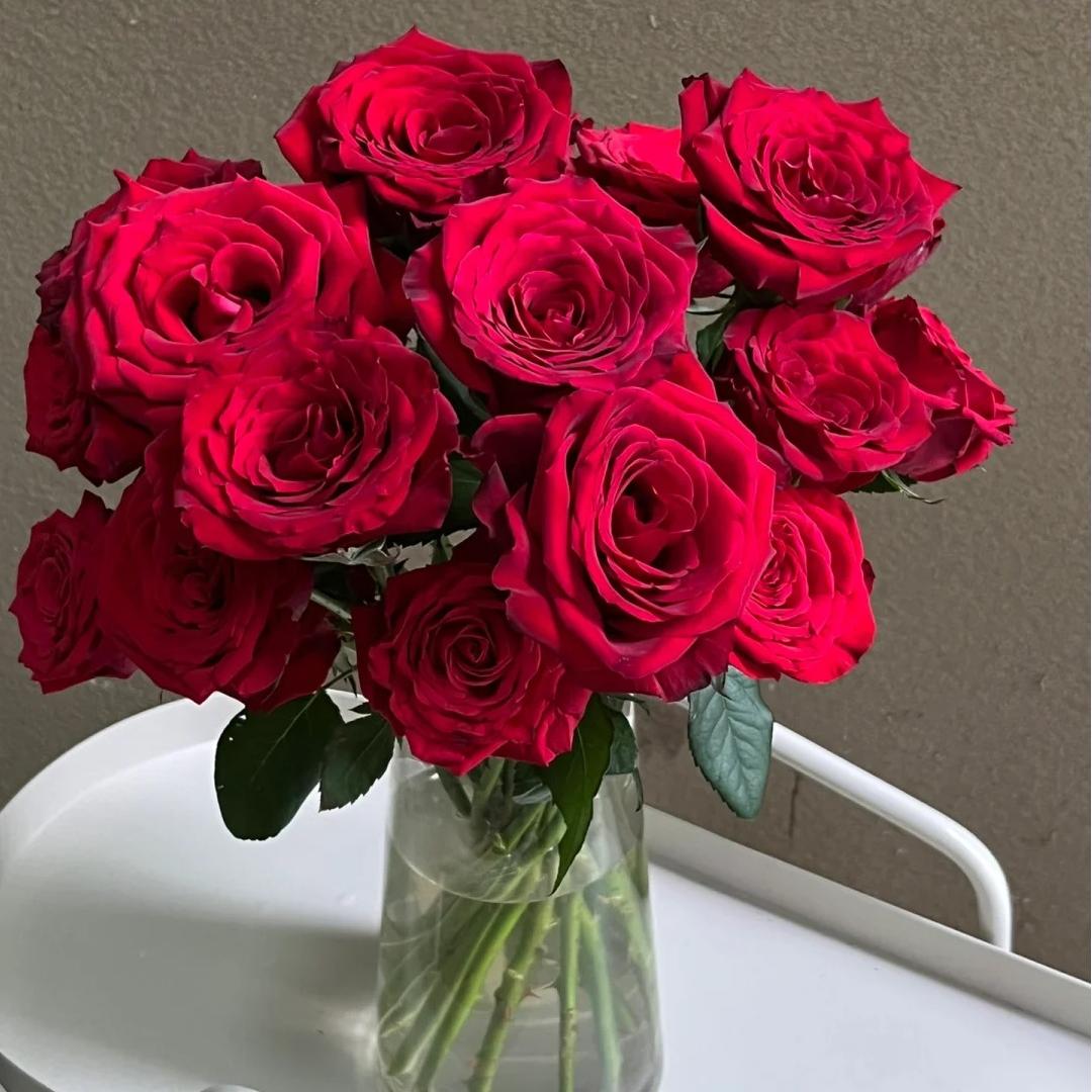 【红衣美人玫瑰】斗南鲜花云南直发玫瑰鲜花两单京东冷链包邮