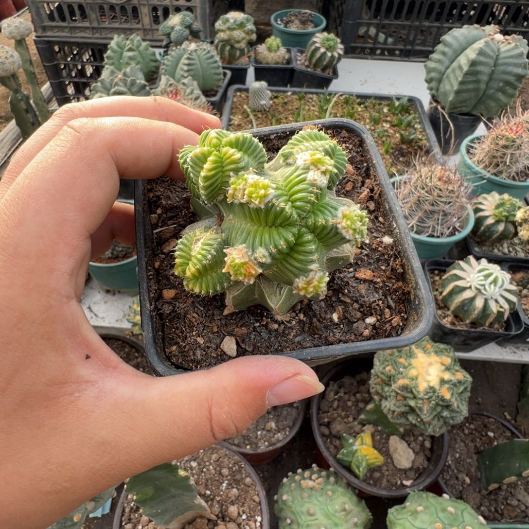 苗接五星花笼仙人球416号