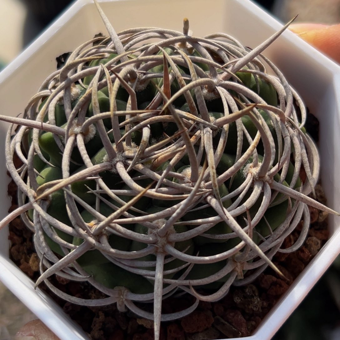 精品稀有碧玉包裹