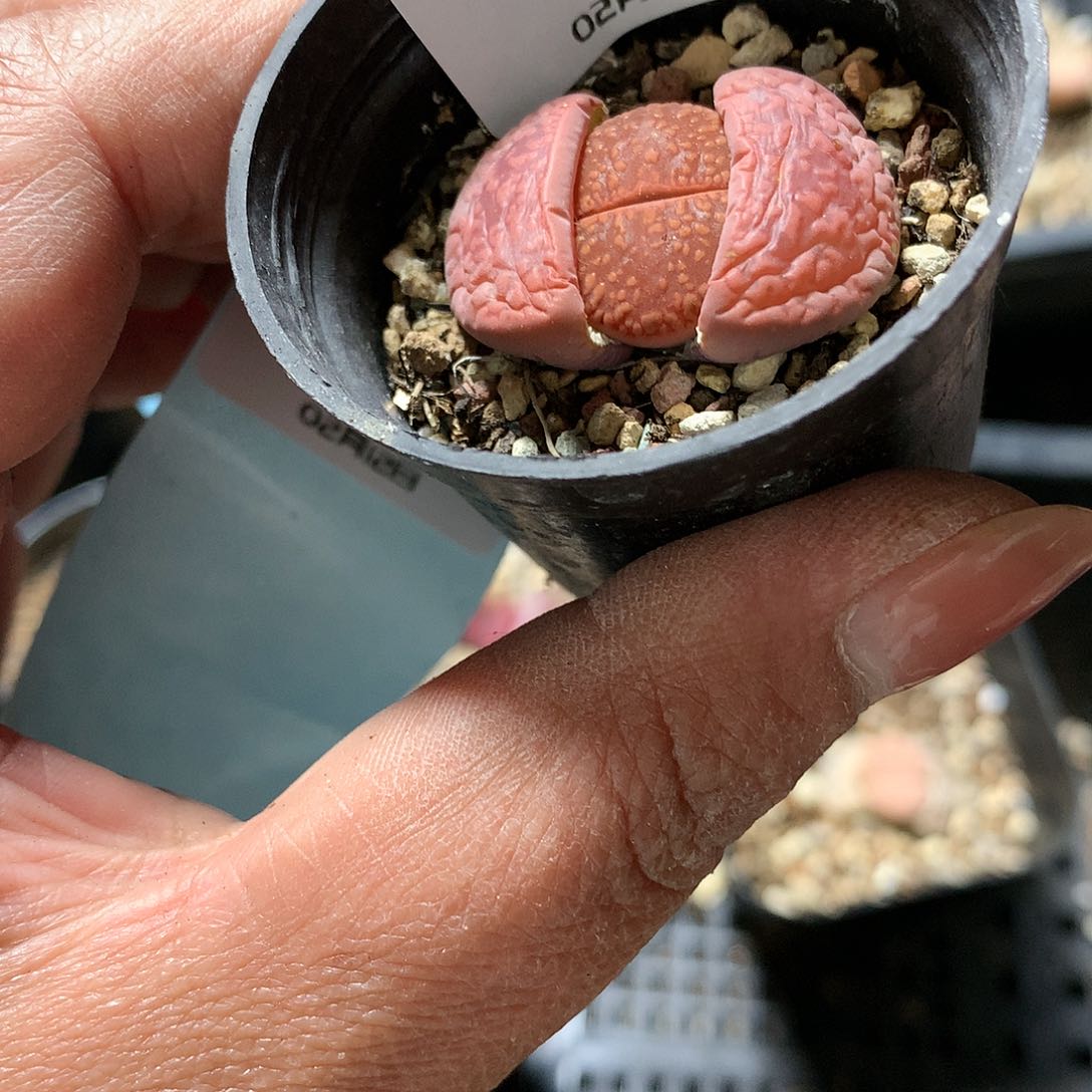 H05多肉植物保护研究所