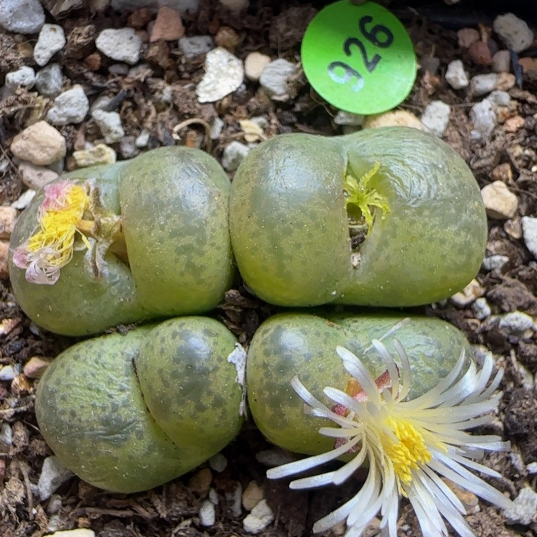 巨无霸类似风铃杂926