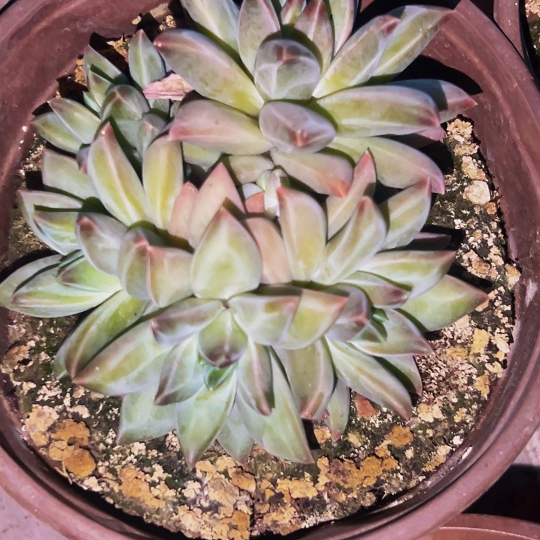 桔云多肉美人精品系列