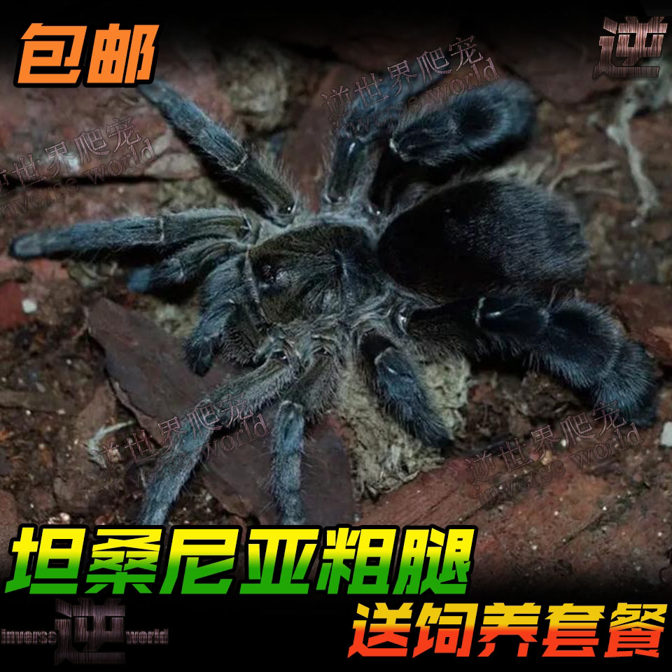 坦桑尼亚粗腿巴布稀有收藏品种宠物蜘蛛活体好看好养