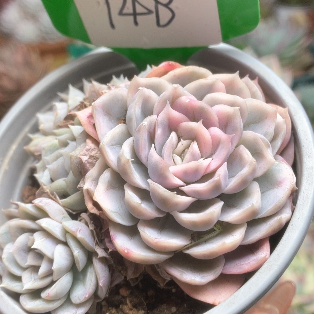 148雪球锦锦锦锦锦锦锦