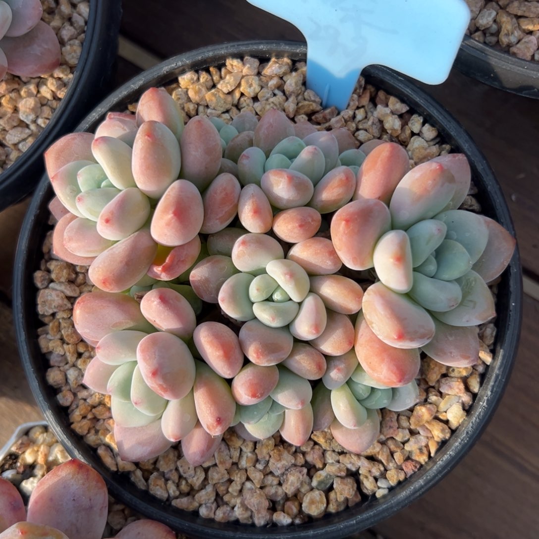 红洛神群生多头111111111111111111