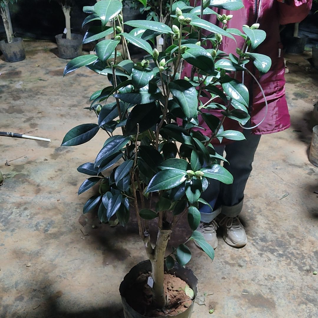 全部花苞福*哈利特不包邮