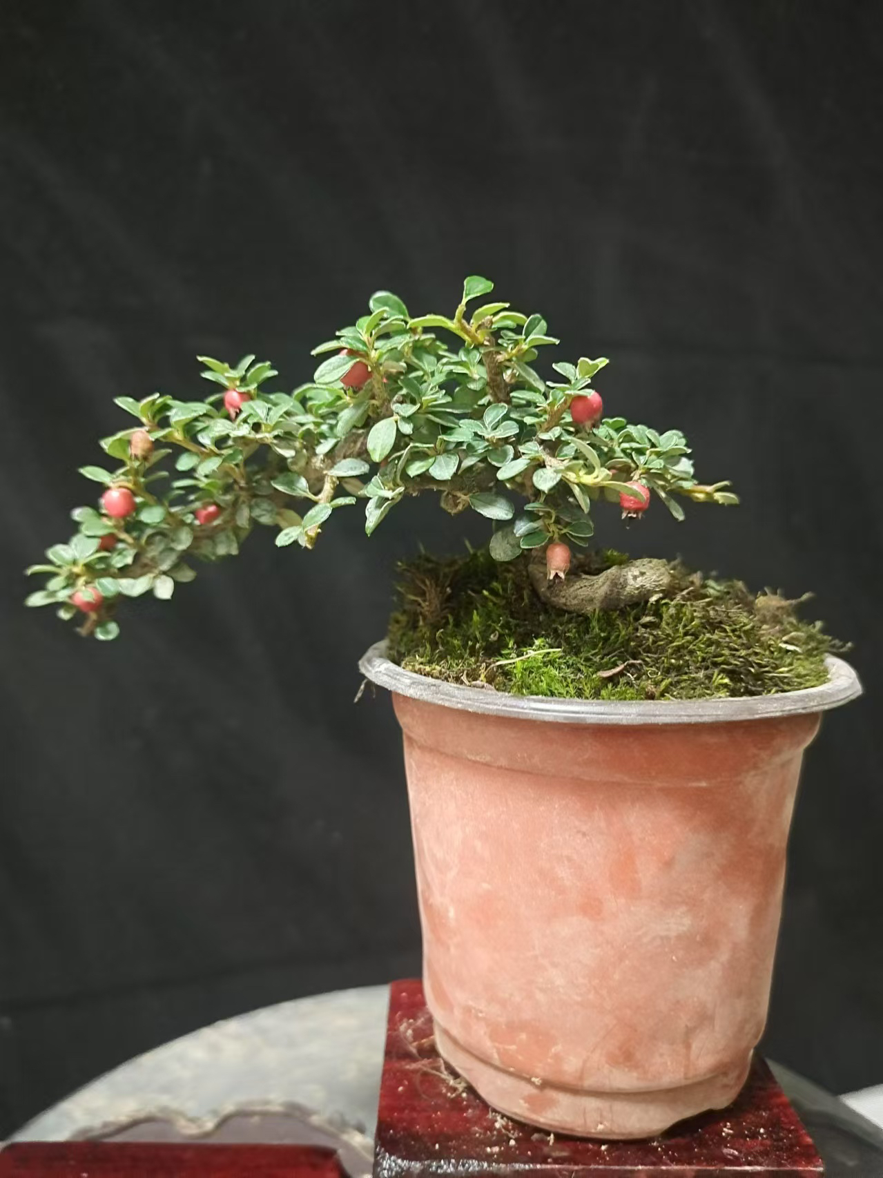 白花大果荀子   