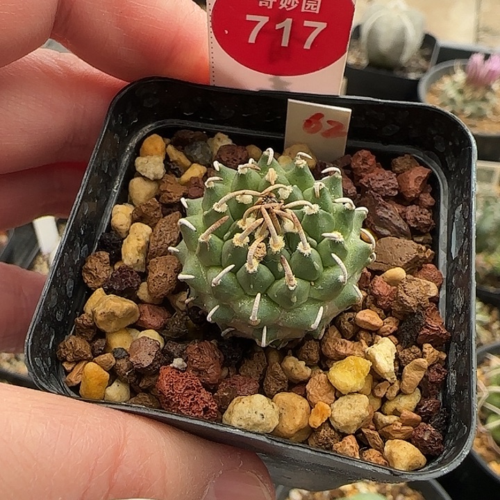 实生豪刺安德森娇丽2.7cm