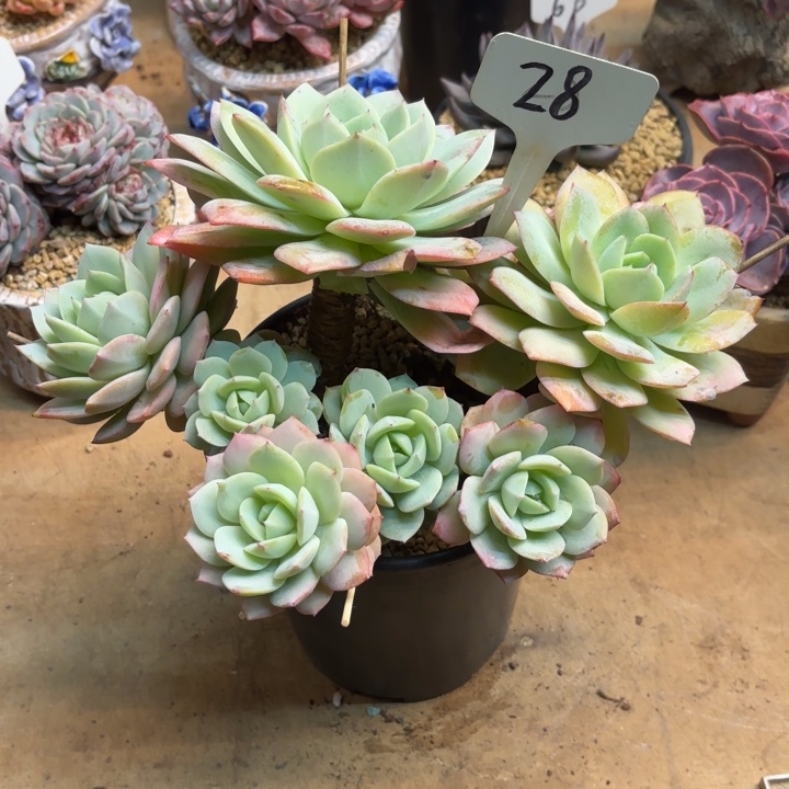 多肉植物，恋曲28号