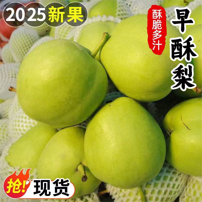 【现摘现发】正宗新鲜早金酥梨青皮当季产地水果梨子脆甜薄皮4.5斤