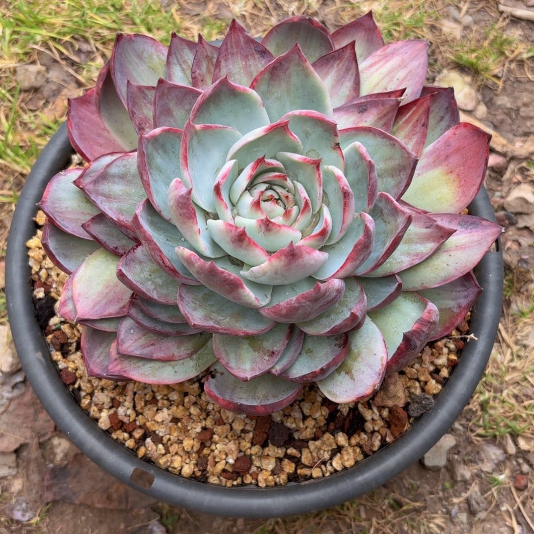 一物一拍，惊鸿仙子