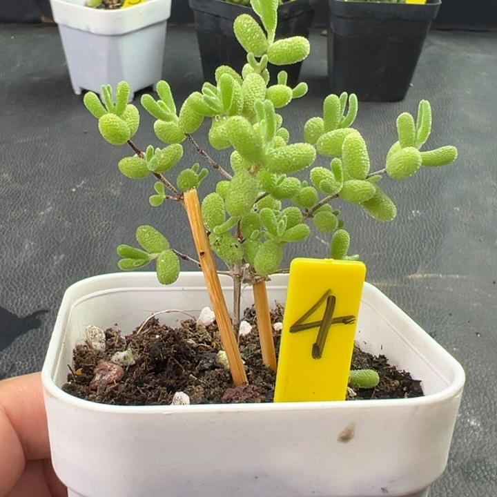 4号冰糖。一物一拍