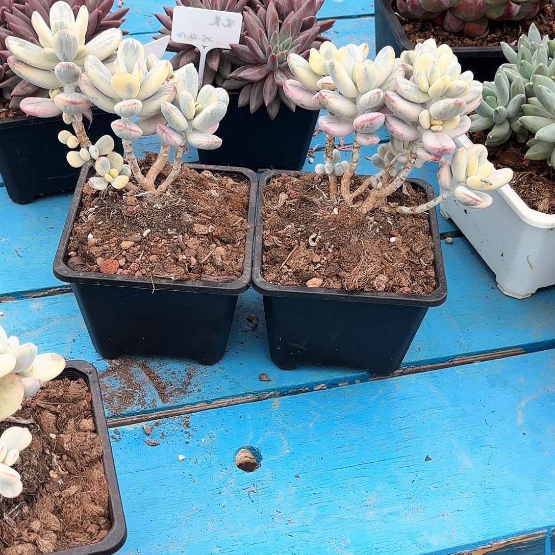 苏***非无花朵乒乓福凉锦2个