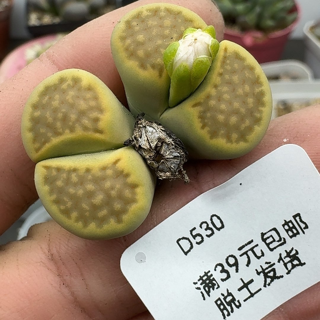 530多肉哈哈哈哈哈哈