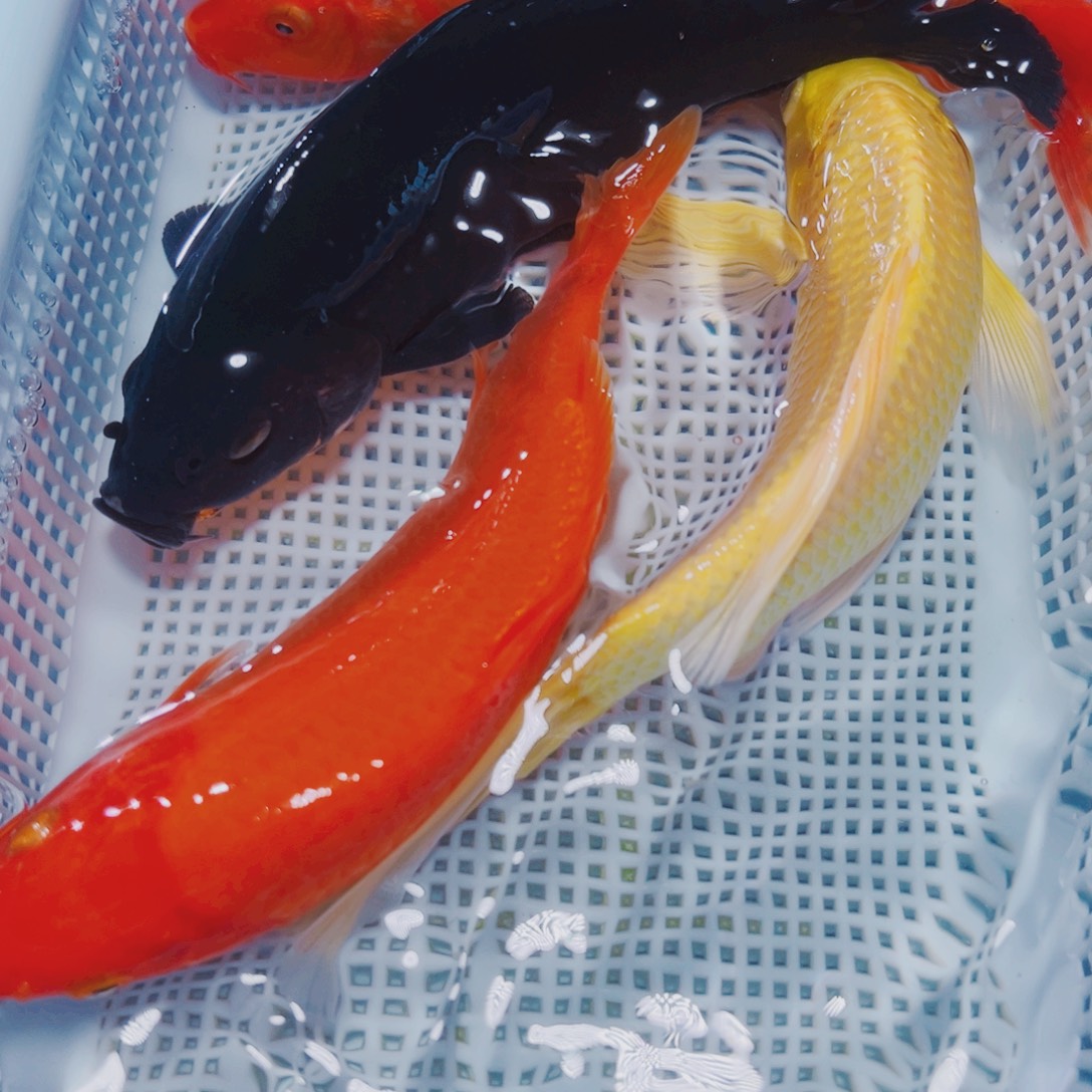 锦鲤锦鲤观赏鱼冷水17-20 1黑1黄2红介子