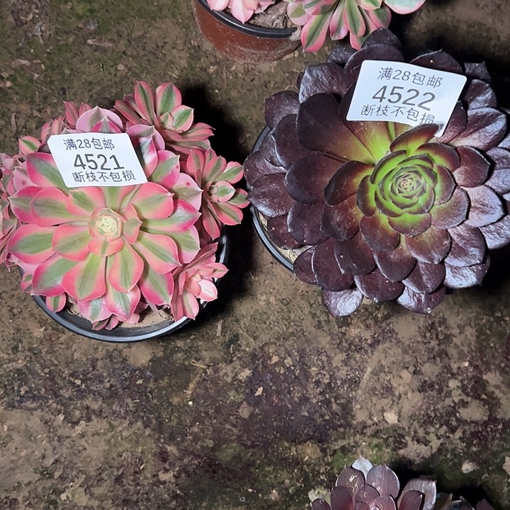 4521 4522两颗组合