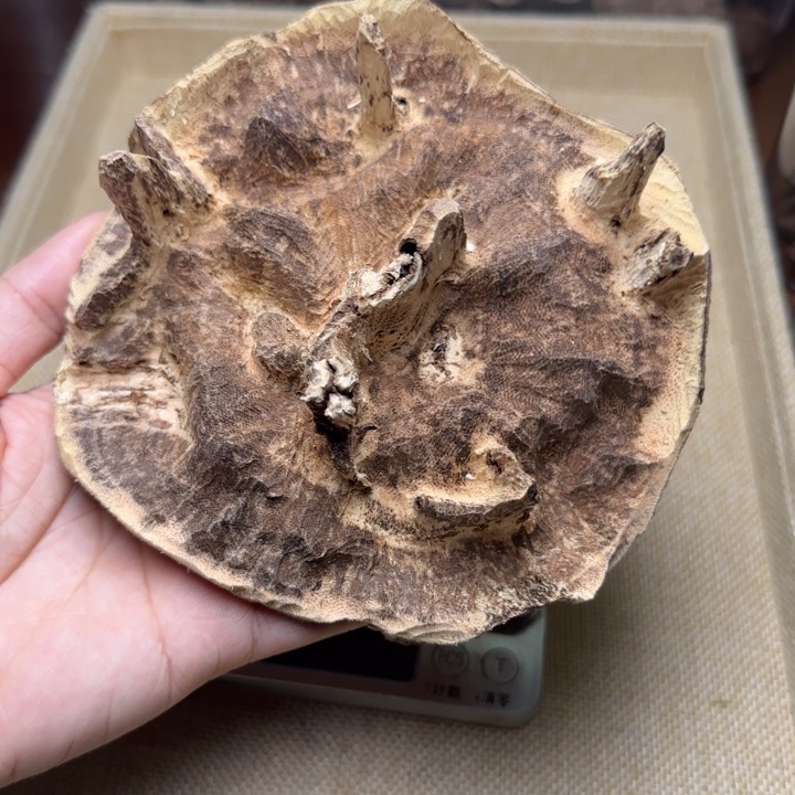 香榧木老顶老顶老顶